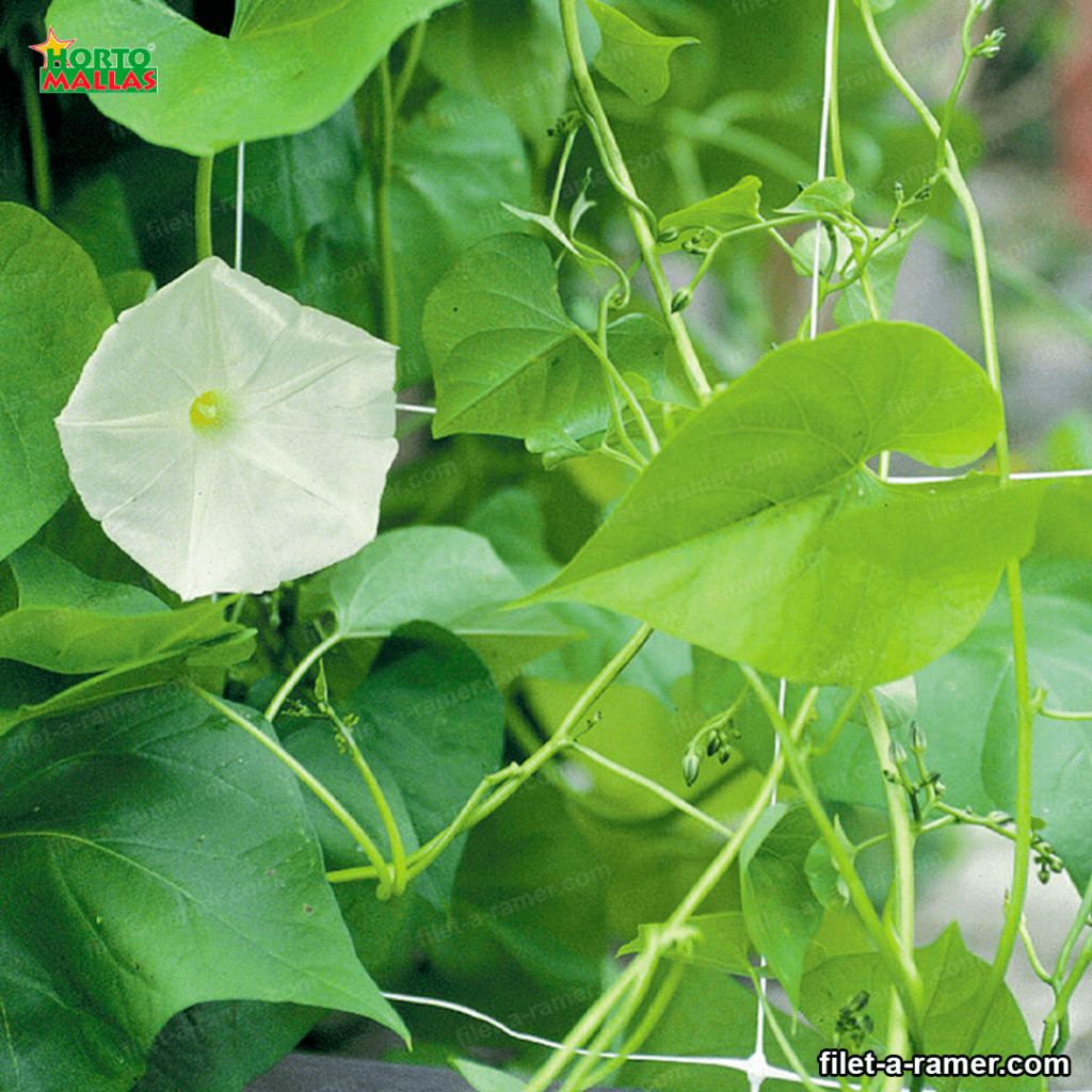 Hortomallas offrent également d'autres avantages.